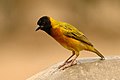 Yellow backed weaver.jpg