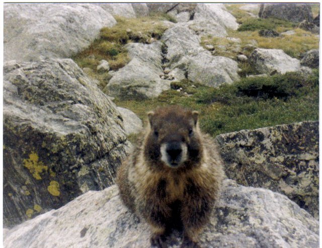 File:Yellowbellied_Marmot.jpg