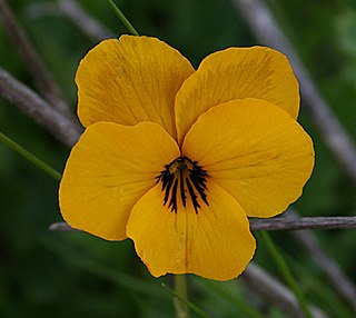 <i>Viola pedunculata</i> species of plant