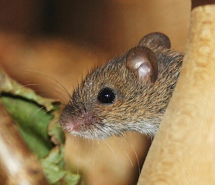 Striped field mouse as a pet