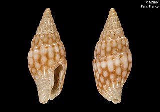 <i>Zafra ocellatula</i> Species of gastropod