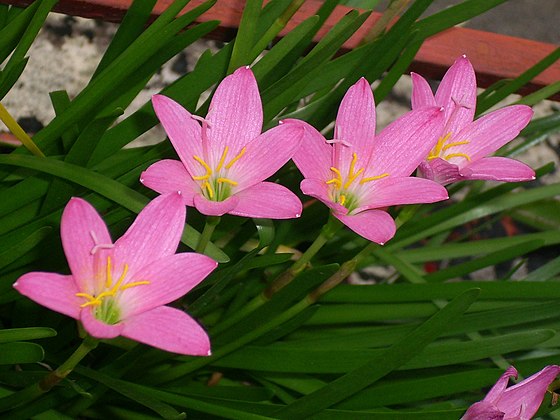 Trang Thơ Hoa  - Page 4 560px-Zephyranthes_rosea