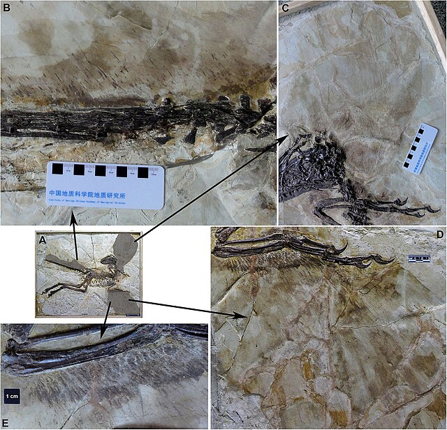 Preserved feather traces in a fossil Zhenyuanlong suni