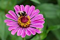 یک زنبور مخملی در حین جمع‌آوری گرده و شهد گل آهاری