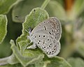 Zizula hylax hylax - Tiny Grass Blue female1.jpg