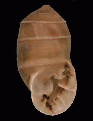 <i>Plagiodontes</i> Genus of gastropods