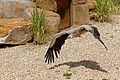 * Nomination: Un oiseau au zooparc de Beauval. --Thesupermat 08:50, 9 June 2016 (UTC) Can you please identify the species? Poco a poco 19:28, 9 June 2016 (UTC)  Comment I'm not a specialist but I would say that this a Gyps Fulvus. --Basotxerri 17:50, 10 June 2016 (UTC) Désolé, je ne connais pas l'espèce de cet oiseau.--Thesupermat 09:50, 15 June 2016 (UTC) * * Review needed