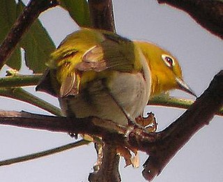 <span class="mw-page-title-main">Lowland white-eye</span> Species of bird