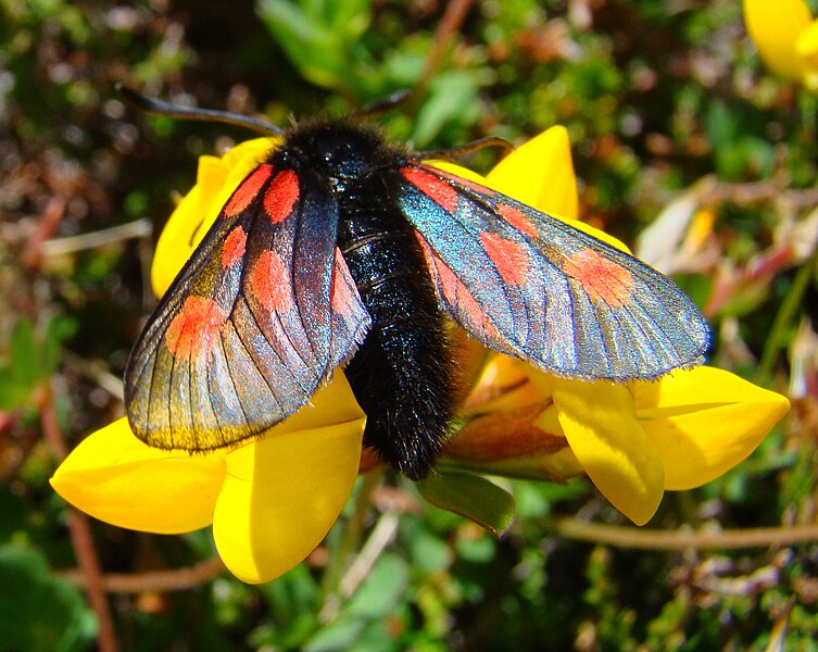 File:Zygaena exulans Norway.jpg