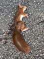 * Nomination Dead squirrel along Coudes road, Saint-Cyr-sur-Menthon. --Chabe01 23:03, 26 September 2021 (UTC) * Promotion  Support Good for me.--Jebulon 16:31, 4 October 2021 (UTC)