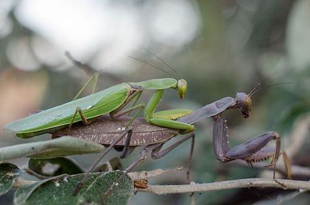 Hierodula trancaucasica on Dzharylgach island (Ukraine)