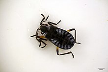 Velмфа клопа Microvelia reticulata.jpg