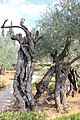 Оld Olive trees in the Garden of Gethsemane, 06.jpg