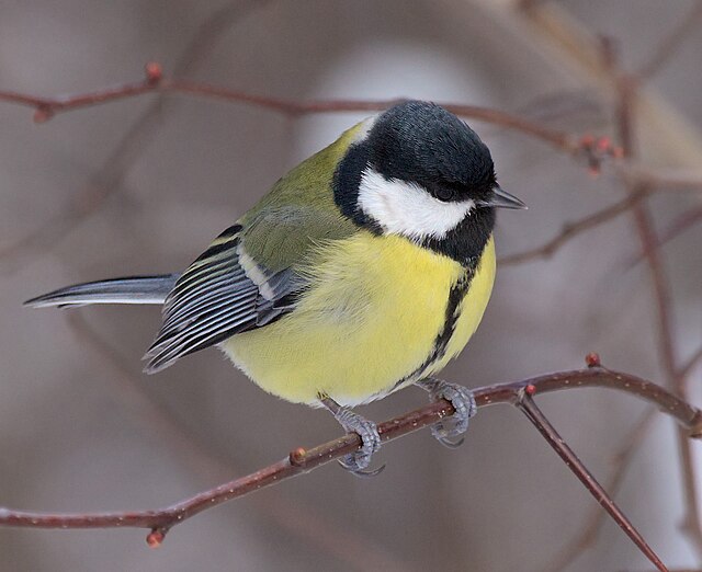 Mjammie Koolmees (Great Tit), The great tit (Parus major…