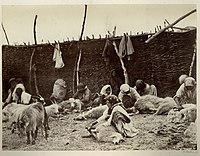 Stříhání ovcí, kozácká dědina Cimljanskaja, 1875–1876