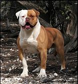 American Bulldog - is that a breed?