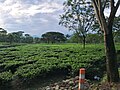 Matiali Tea Garden