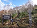 白砂山登山口