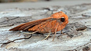 <i>Metaxaglaea semitaria</i> Species of moth