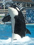 Thumbnail for Captive orcas