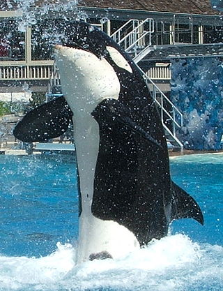 <span class="mw-page-title-main">Captive orcas</span> Orcas held in confinement