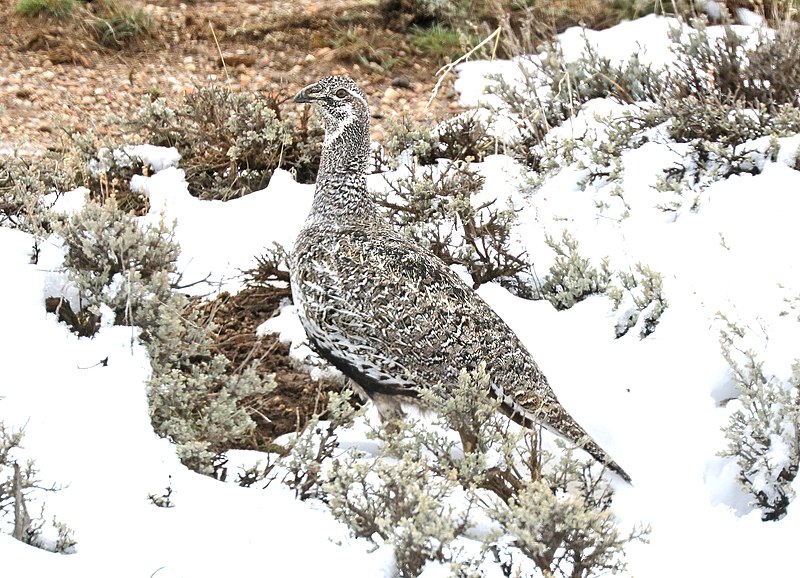 File:078 - GREATER SAGE GROUSE (4-18-2016) just west of coalmont, jackson co, co -02 (26685436145).jpg