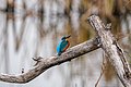 * Nomination Wild Common Kingfisher at Lake Neuchâtel --Giles Laurent 00:02, 29 May 2024 (UTC) * Promotion Good quality. --The Cosmonaut 00:20, 29 May 2024 (UTC)