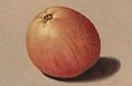 1833 circa Anton Friedrich Molters, Hannover, Apfel der Königlichen Obstbaum-Plantage zu Herrenhausen.jpg