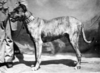 Great Dane from 1879.