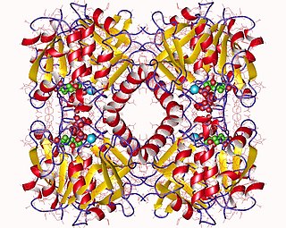 <span class="mw-page-title-main">Glucose-1-phosphate thymidylyltransferase</span>