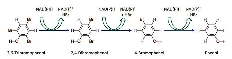 File:2,4,6-TBP Degradation.jpg