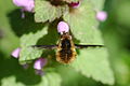 2010-04-06 (36) Wollschweber, large bee fly, Bombylius major.JPG