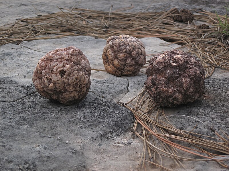 File:2010-365-206 Rocky Spheres (4829618836).jpg