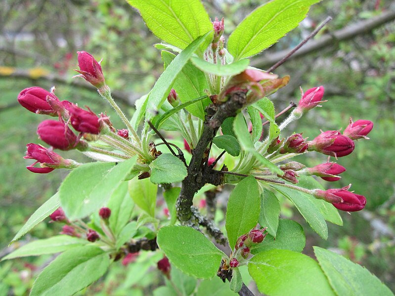 File:20130421Malus1.jpg