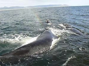 Файл:20130924 Hermanus Bay whale watching 1.webm