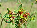 Bud of flower