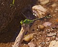 Grüne Flussjungfer - Ophiogomphus cecilia, Männchen