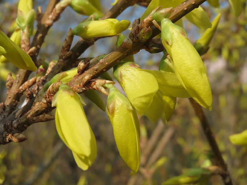 File:20150319Forsythia x intermedia4.jpg