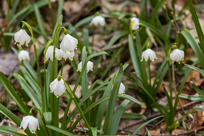 File:2015 Märzenbecherwald 04.jpg