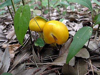 <i>Amanita kitamagotake</i> Species of fungus