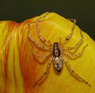 Anyphaena accentuata, female