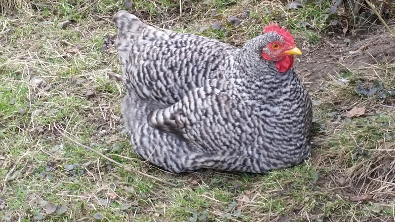 File:20160303 - Gallus gallus domesticus 4.jpg