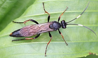 <i>Stenichneumon culpator</i> Species of wasp