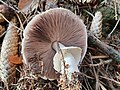 2019-10-20 Unidentified Agaricomycetes (division of higher fungi) at Haltgraben, Tiefgrabenrotte, Frankenfels