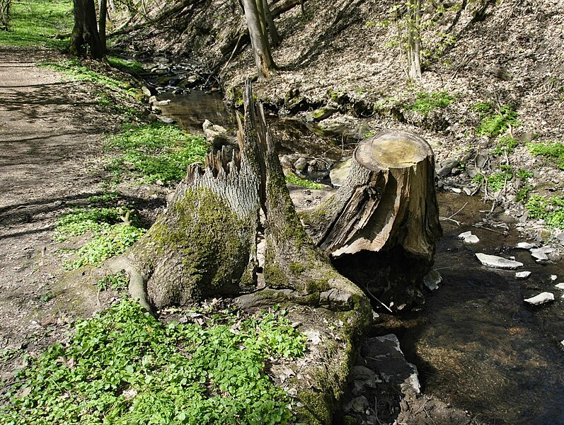 File:20190420-Dresden Zschonergrund.-180.jpg