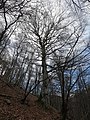 wikimedia_commons=File:20220123-grandi_alberi-013.jpg