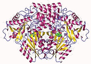 <span class="mw-page-title-main">Sulfinoalanine decarboxylase</span>