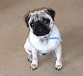 6-month-old fawn pug 2009 England.jpg
