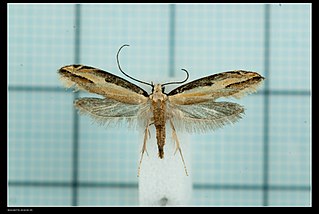 <i>Tineovertex</i> Genus of moths