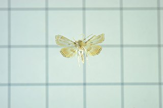 <i>Cataclysta angulata</i> Species of moth
